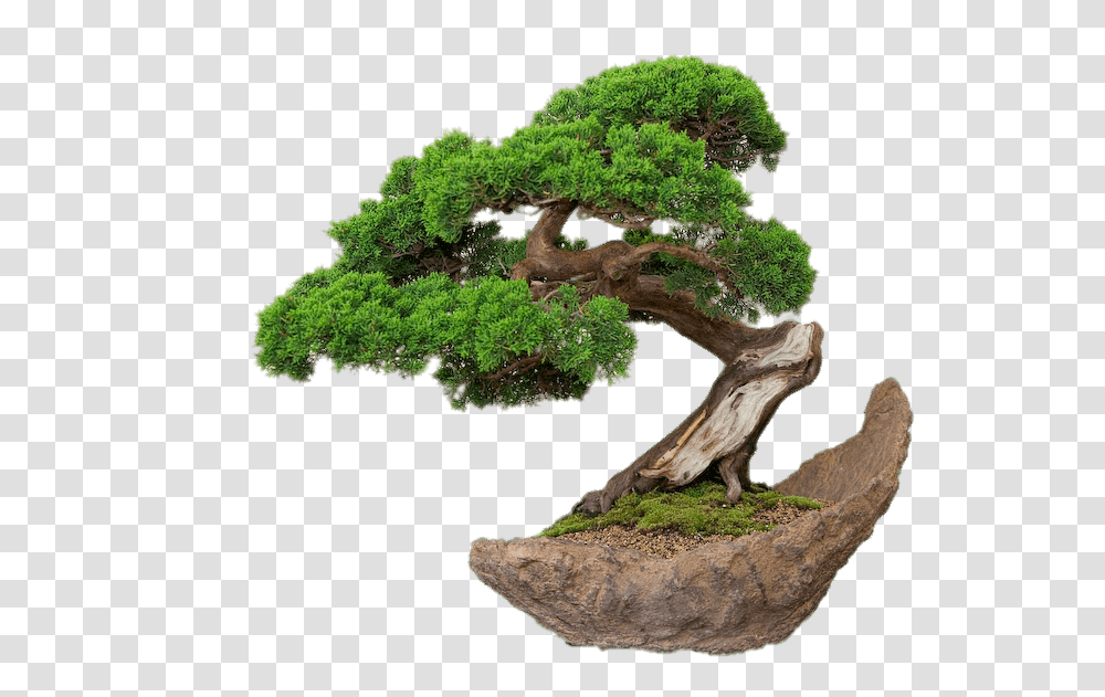 Minecraft Bonsai Bonsai, Potted Plant, Vase, Jar, Pottery Transparent Png