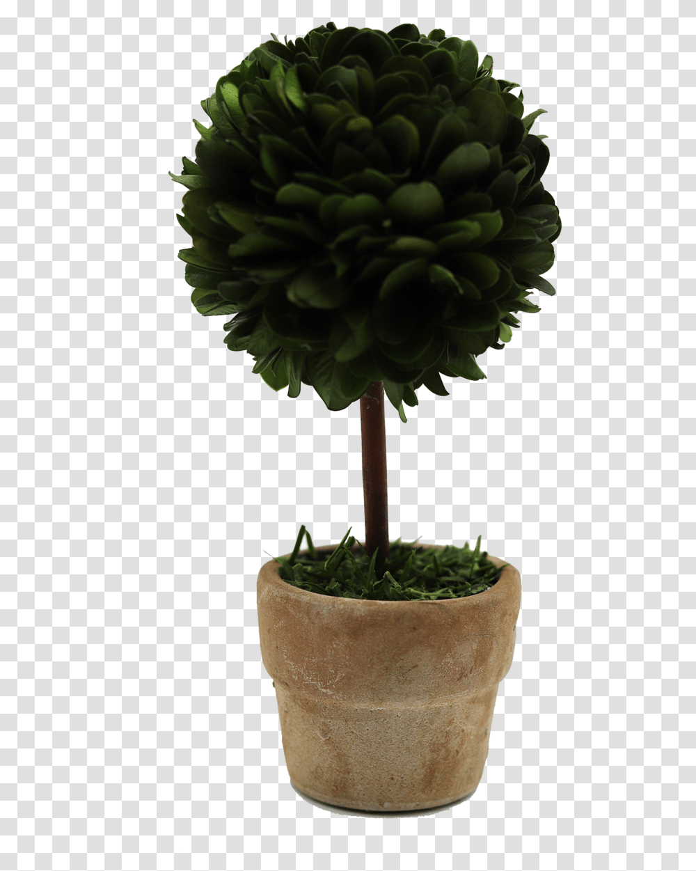 Mini Boxwood Topiary, Plant, Tree, Photography, Green Transparent Png