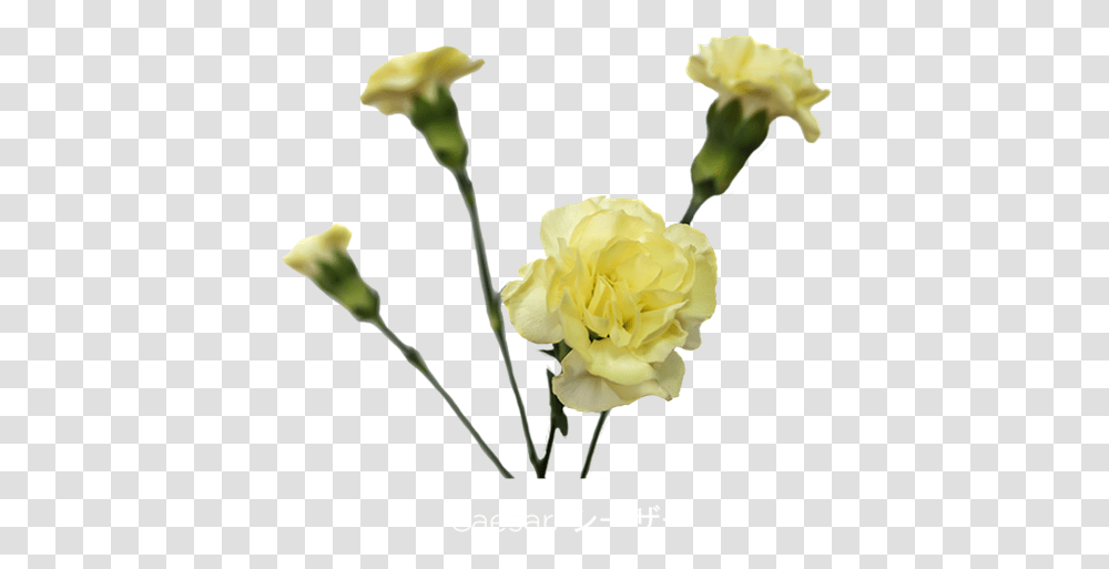 Mini Carn Caesar Yellow Carnations Flowers, Plant, Blossom, Rose, Petal Transparent Png