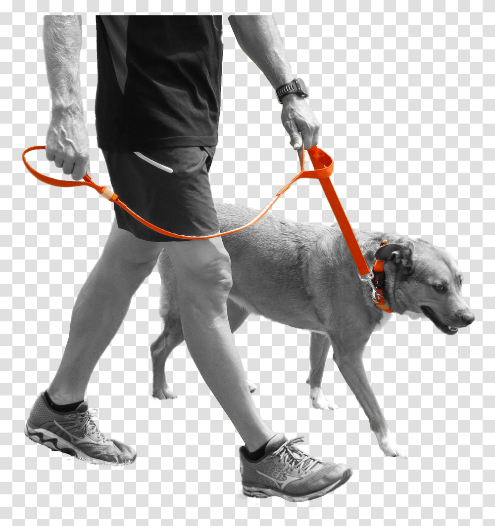 Mini Dog Led Dog Leash Dog Leash, Person, Human, Strap, Shoe Transparent Png