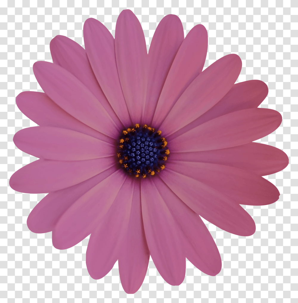 Mini Monsters, Daisy, Flower, Plant, Daisies Transparent Png