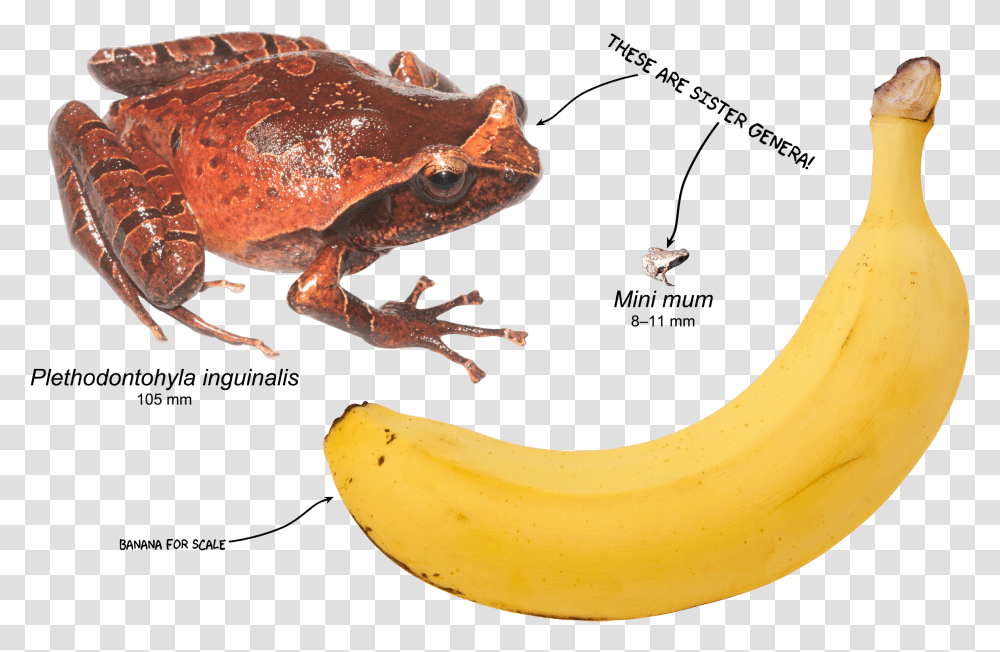Mini Mum Frog, Banana, Fruit, Plant, Food Transparent Png