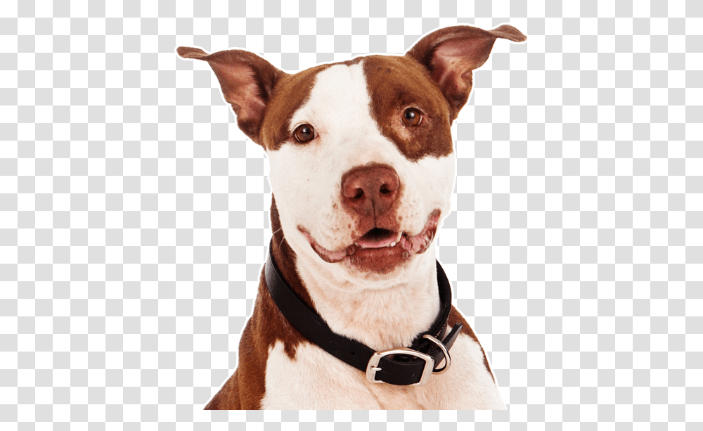 Mini Pitbull Brown And White, Snout, Dog, Pet, Canine Transparent Png