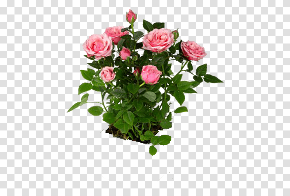 Mini Rose Plant, Flower, Blossom, Petal, Peony Transparent Png