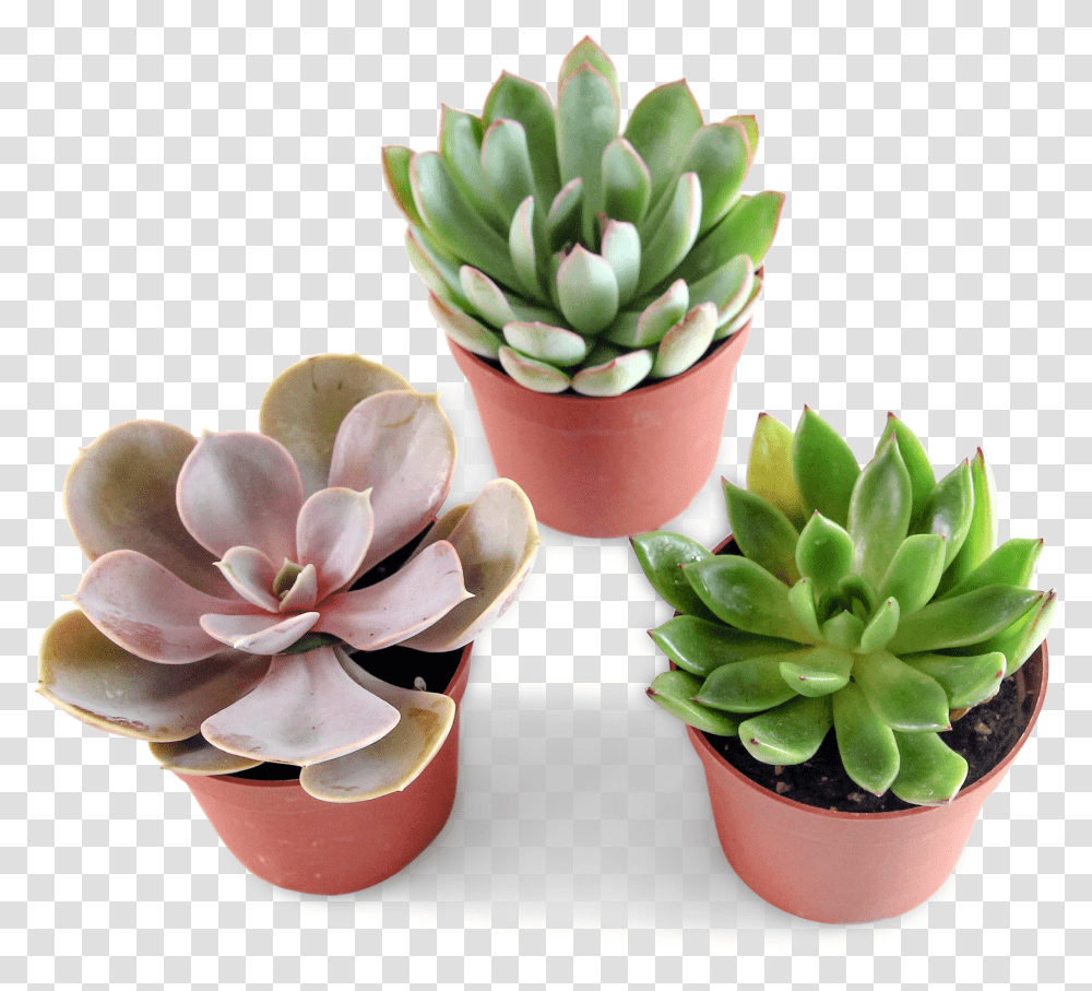 Mini Succulent Trio Flowerpot, Plant, Art, Porcelain, Pottery Transparent Png