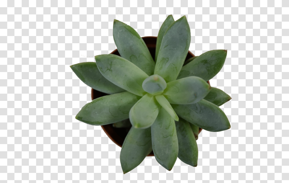 Mini Succulent3 Agave, Plant, Leaf, Aloe, Flower Transparent Png