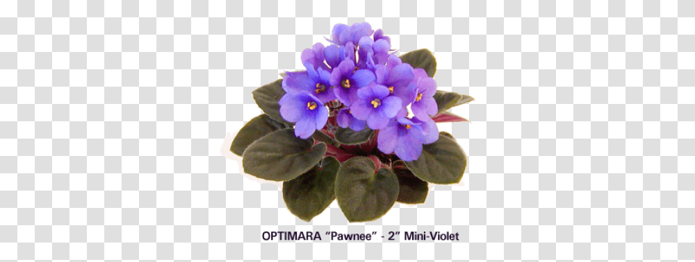 Miniature African Violets African Violets, Plant, Flower, Blossom, Geranium Transparent Png