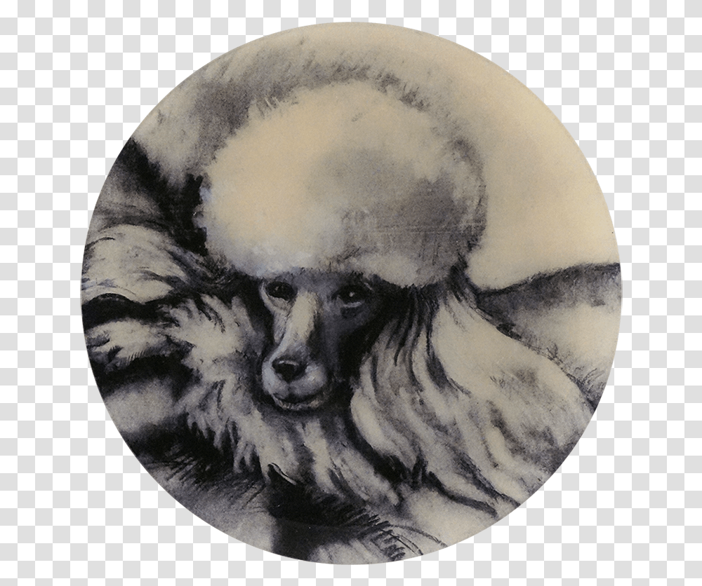 Miniature Poodle, Head, Drawing, Painting Transparent Png