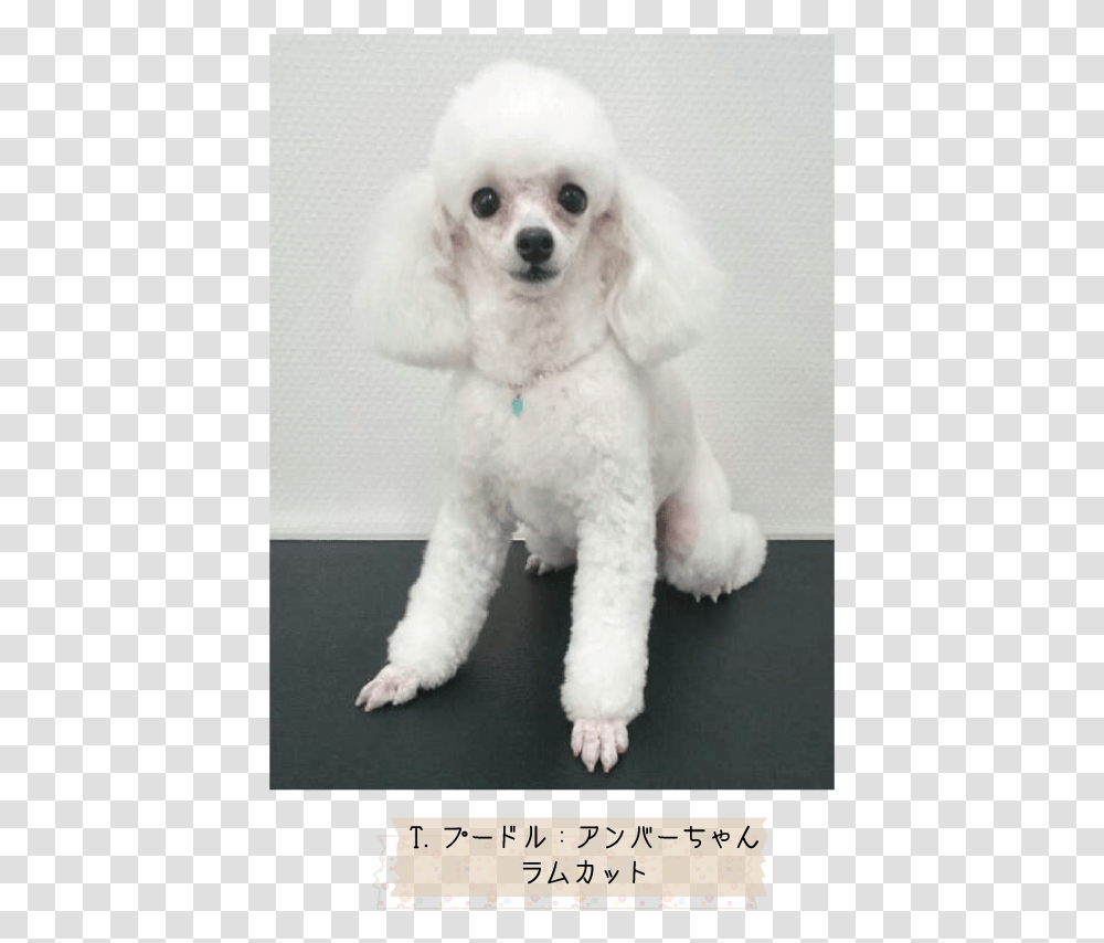 Miniature Poodle Toy Poodle Standard Poodle Puppy Toy Poodle, Dog, Pet, Canine, Animal Transparent Png