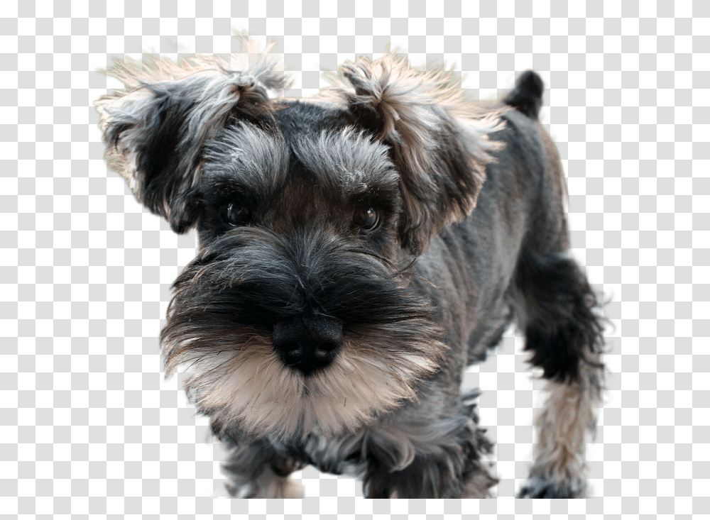 Miniature Schnauzer Shouser Dog, Pet, Canine, Animal, Mammal Transparent Png