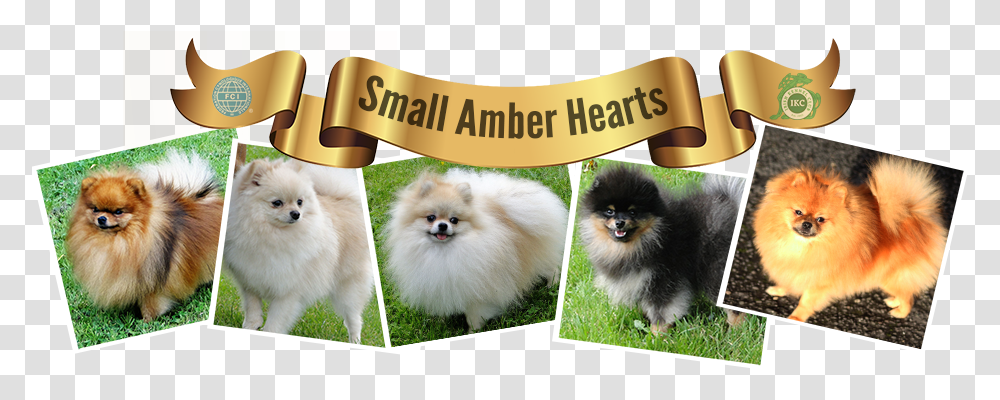 Miniature Spitz Pomeranian Small Amber Hearts Event, Pet, Animal, Canine, Mammal Transparent Png