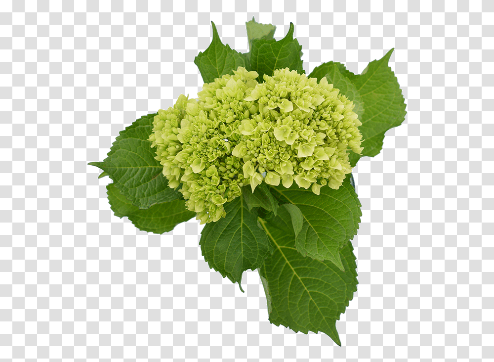 Minigreen Hydrangea Hydrangea Mojito, Plant, Vegetable, Food, Leaf Transparent Png
