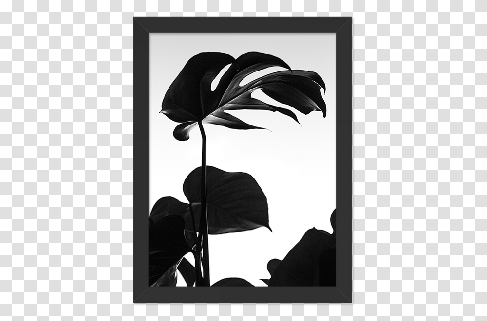 Minimal Plant Black And White, Petal, Flower, Blossom, Anthurium Transparent Png