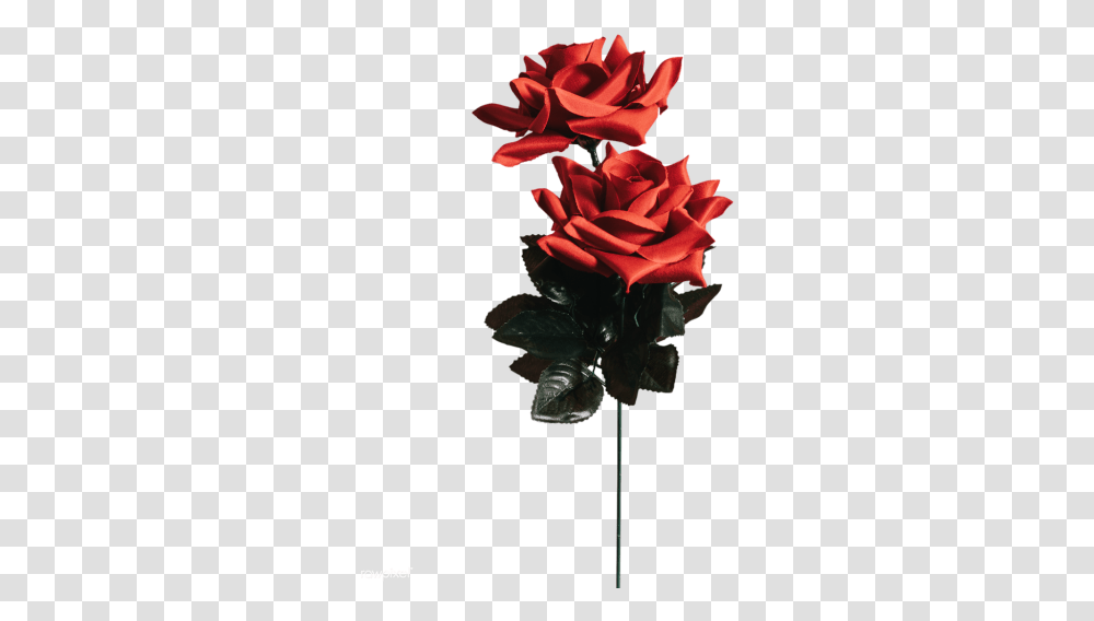 Minimalist Flower Wallpaper Iphone, Plant, Rose, Blossom, Flower Arrangement Transparent Png
