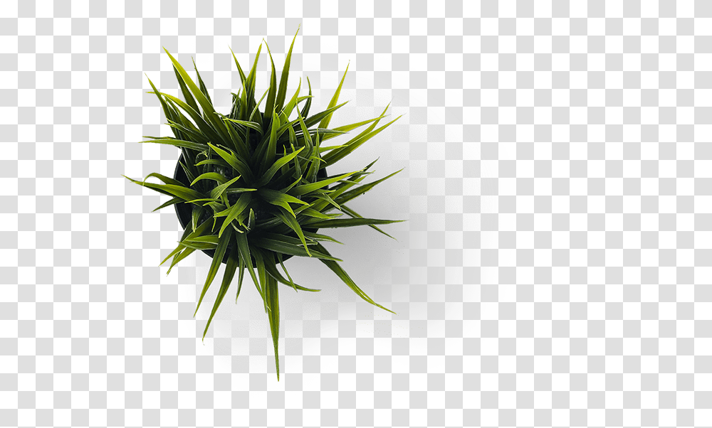 Minimalist Grass, Plant, Pineapple, Fruit, Food Transparent Png