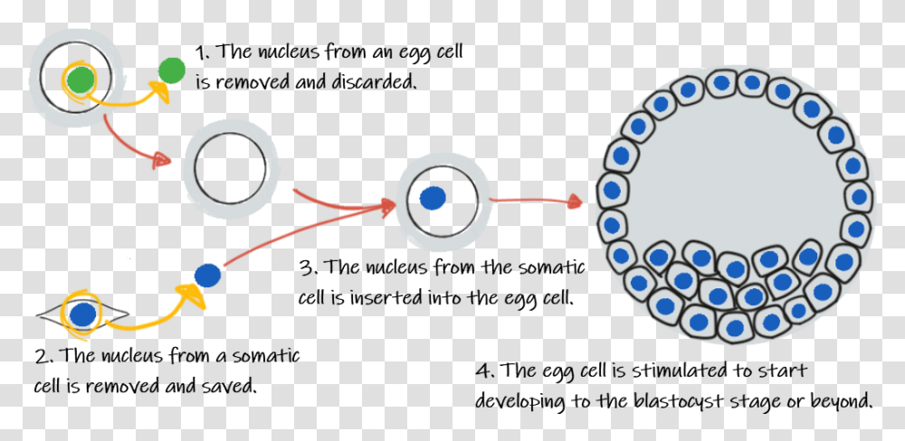 Minipcr Did The First Cell Form, Accessories, Plot, Diagram, Art Transparent Png