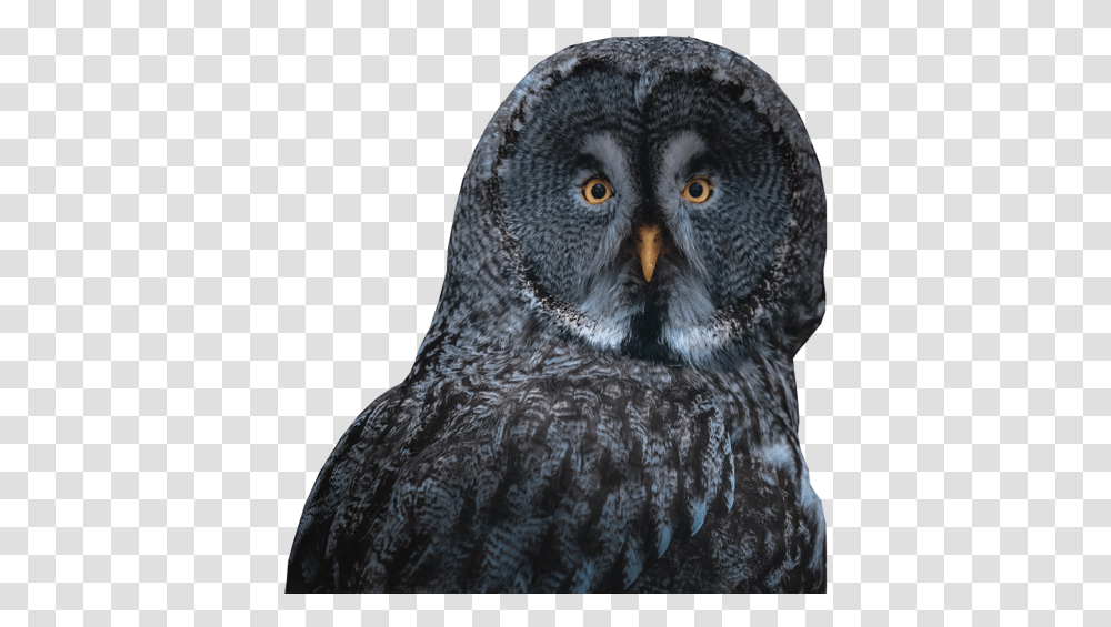 Minipcr Sleep Lab Lark Or Owl Iphone 11 In Black Background, Bird, Animal, Beak, Portrait Transparent Png