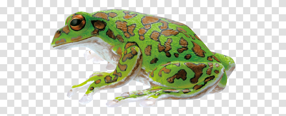 Mink Frog, Amphibian, Wildlife, Animal, Birthday Cake Transparent Png