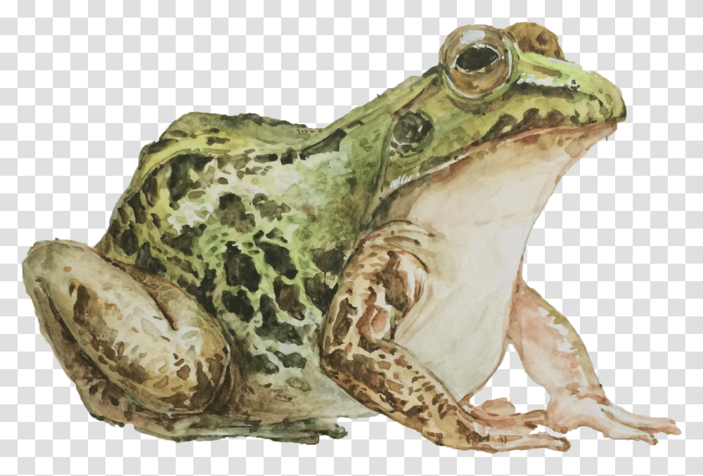 Mink Frog, Amphibian, Wildlife, Animal, Snake Transparent Png