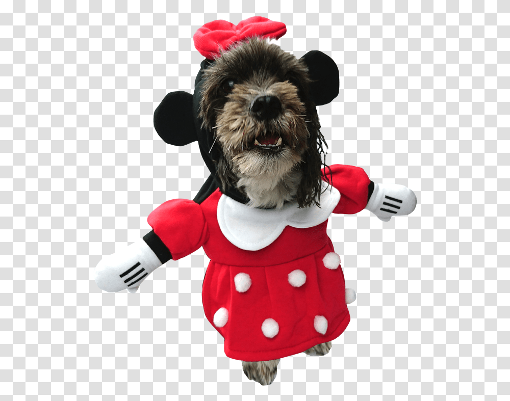 Minnie Mouse Dog Costume, Toy, Mammal, Animal, Plush Transparent Png