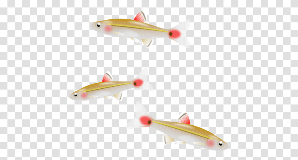 Minnow Clipart Small Fish, Animal, Koi, Carp Transparent Png