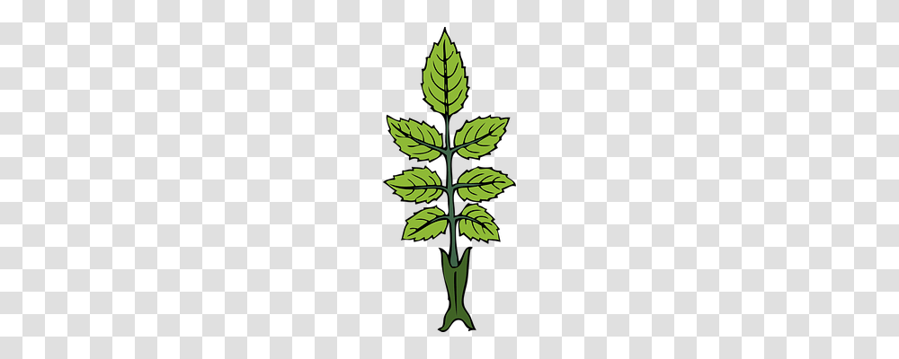 Mint Nature, Leaf, Plant, Tree Transparent Png