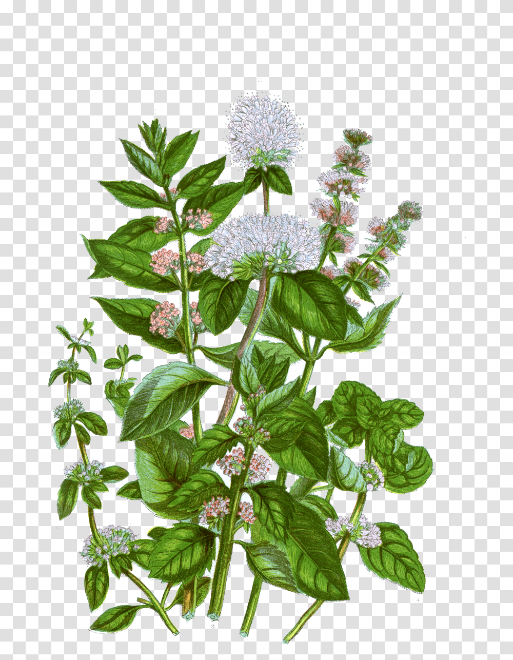 Mint Botanical Illustration Download Mint Botanical Illustration, Plant, Flower, Blossom, Acanthaceae Transparent Png