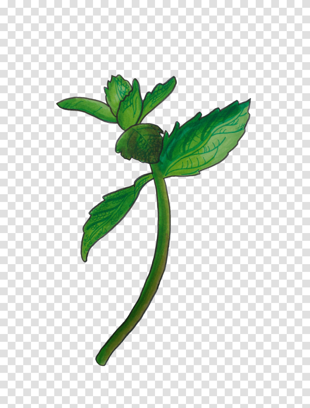 Mint Briana G Illustration, Plant, Leaf, Green, Sprout Transparent Png