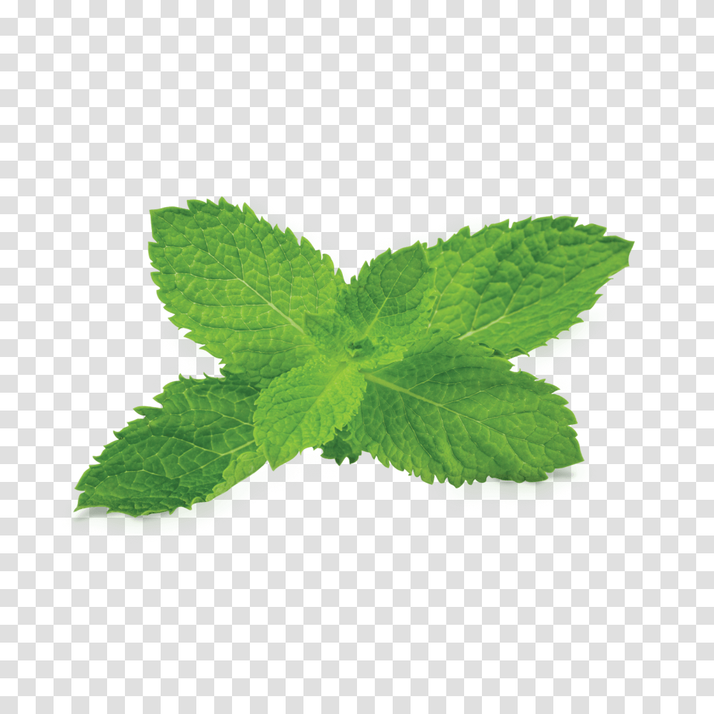 Mint Clipart Background Tobacco Plant, Potted Plant, Vase, Jar, Pottery Transparent Png