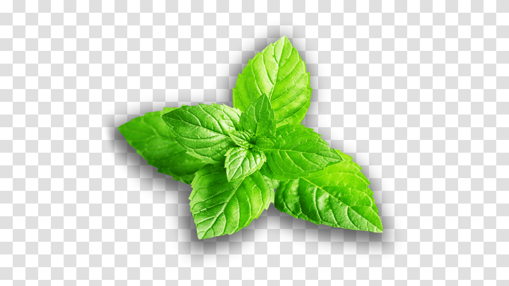 Mint Flavour Leaf, Potted Plant, Vase, Jar, Pottery Transparent Png