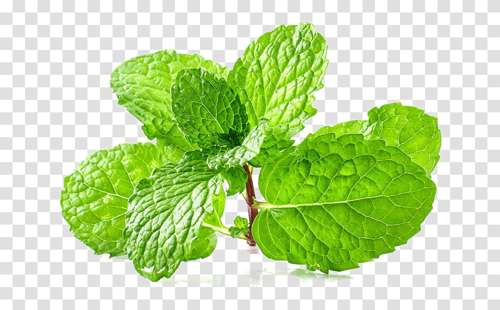 Mint Free Peppermint Free, Potted Plant, Vase, Jar, Pottery Transparent Png