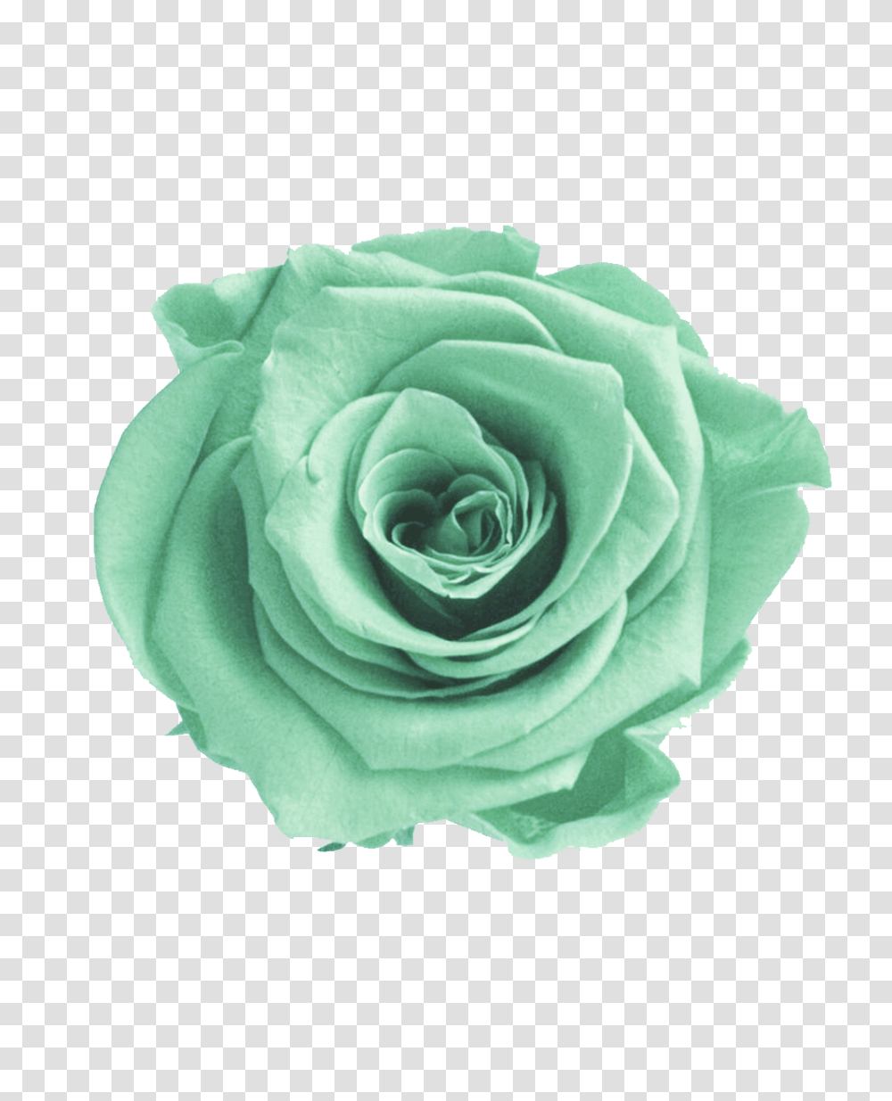Mint Green Flower Green Flowers Background, Rose, Plant, Blossom, Accessories Transparent Png