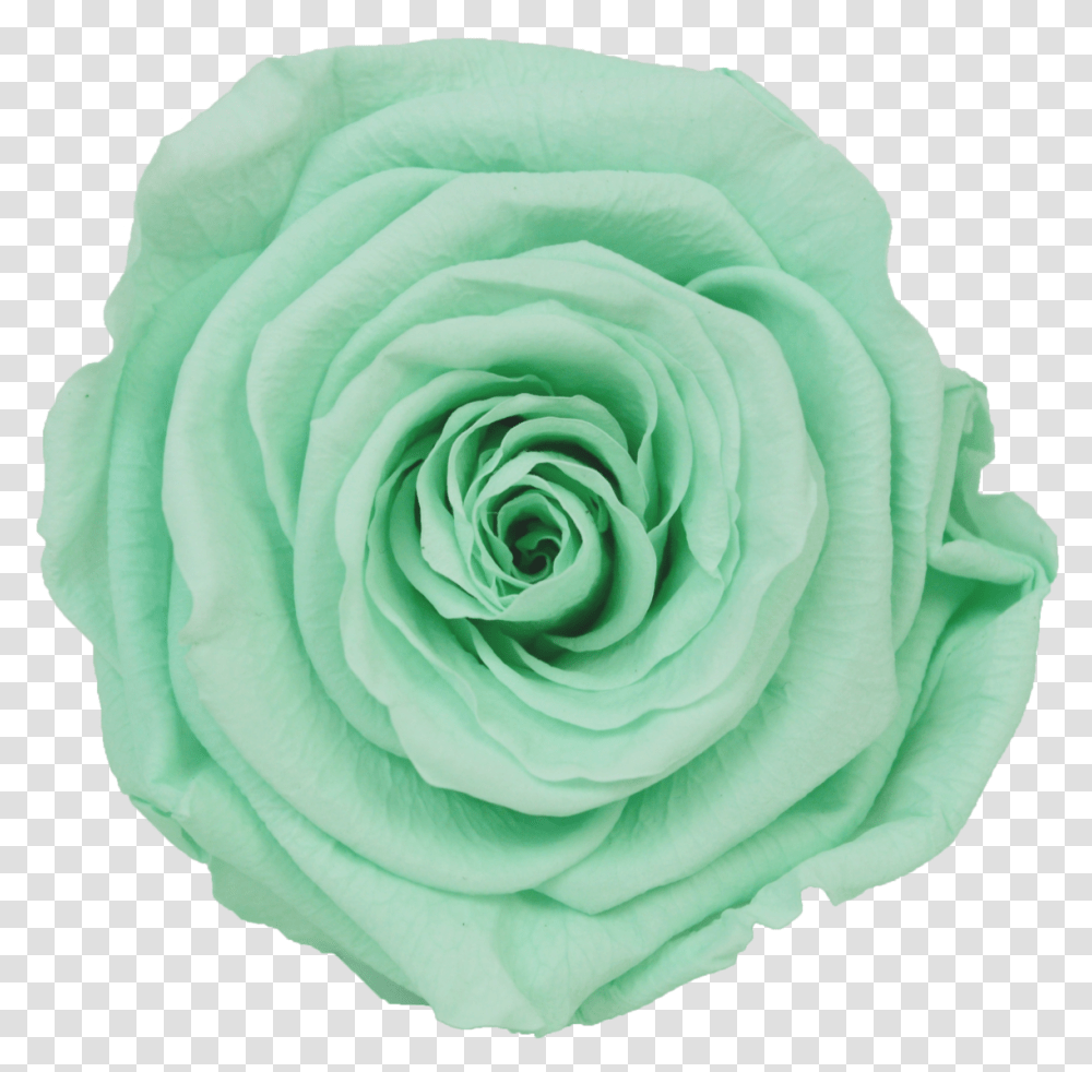 Mint Green Roses, Flower, Plant, Blossom, Jewelry Transparent Png