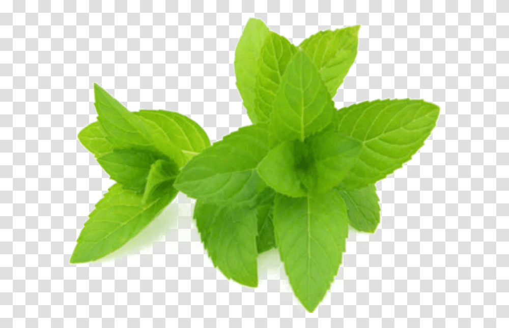 Mint Hd Quality Peppermint Extract, Potted Plant, Vase, Jar, Pottery Transparent Png