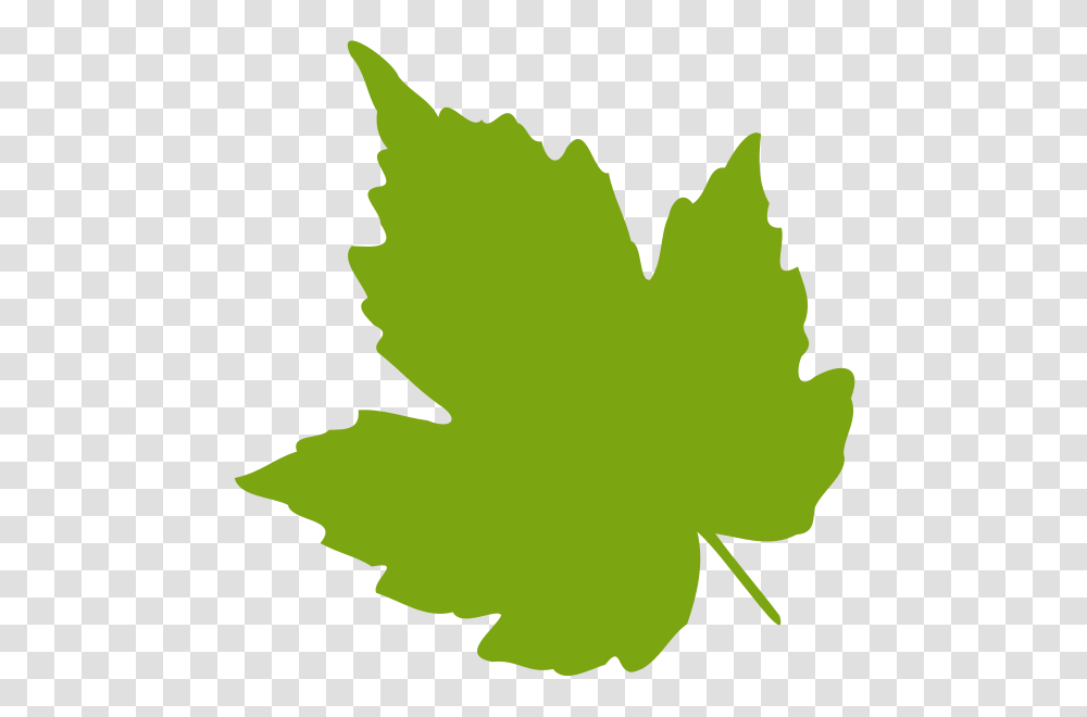 Mint Leaf Clip Arts For Web, Plant, Maple Leaf, Person, Human Transparent Png