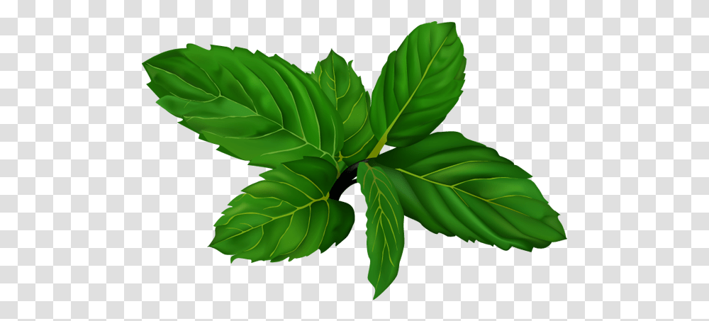 Mint, Leaf, Plant, Green, Potted Plant Transparent Png