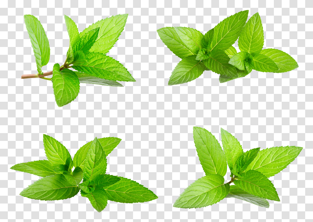 Mint Leaf Transparent Png