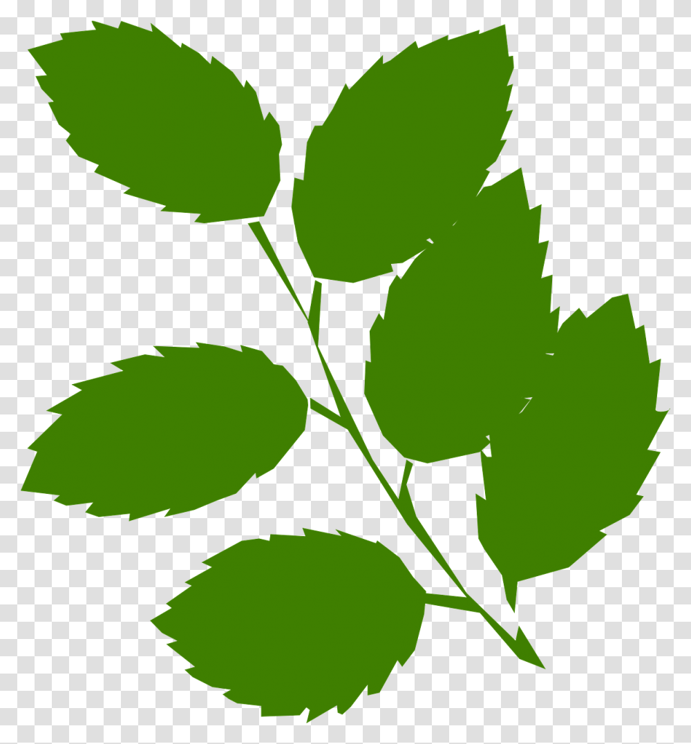 Mint Leaf Vector Green Leaves Clip Art, Plant, Tennis Ball, Sport, Sports Transparent Png