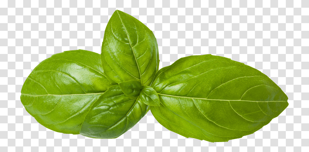 Mint Leaves Basil, Leaf, Plant, Potted Plant, Vase Transparent Png