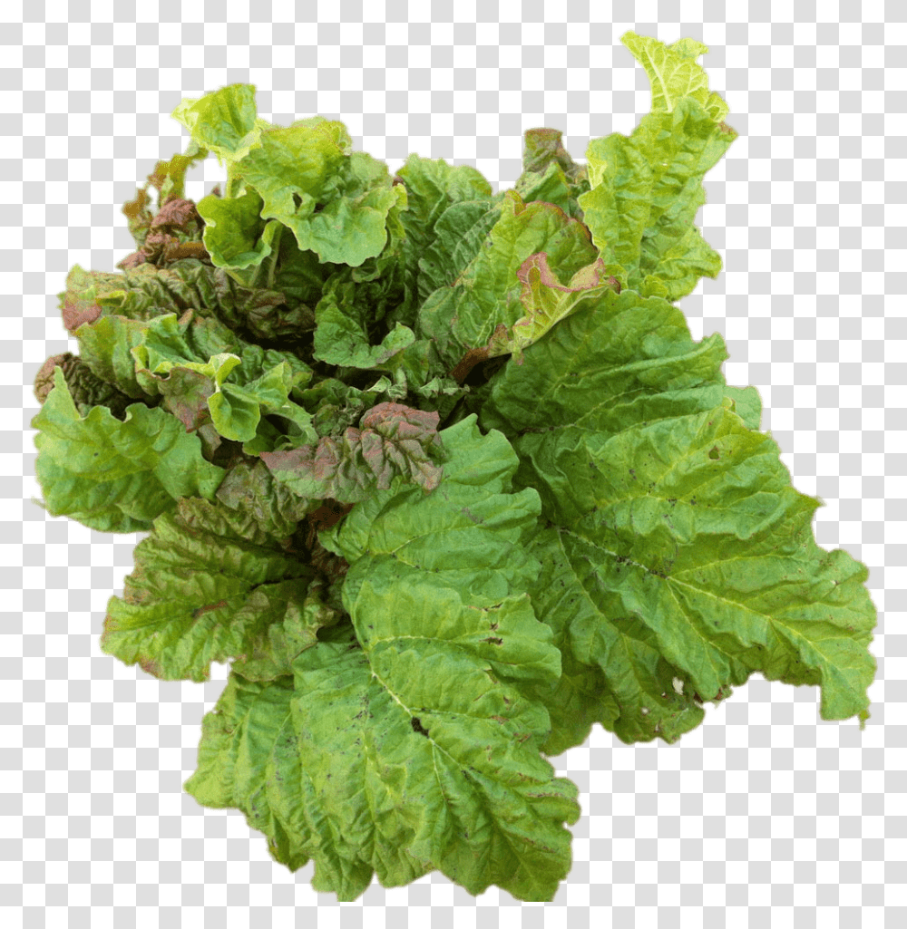 Mint Leaves Edible Plant Background, Vegetable, Food, Produce, Rhubarb Transparent Png