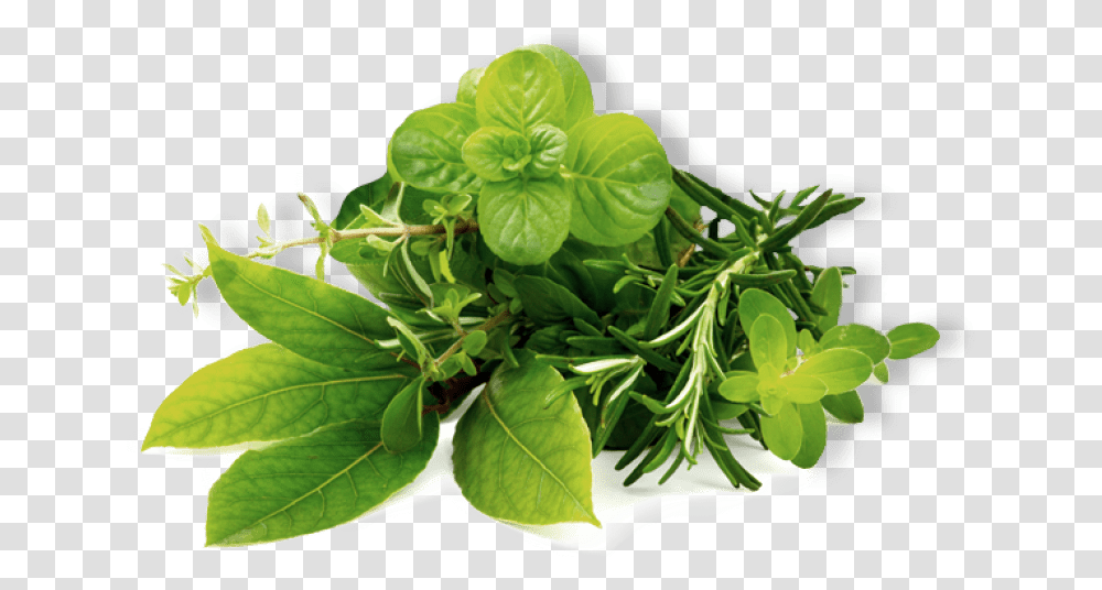 Mint Leaves National More Herbs Less Salt Day, Potted Plant, Vase, Jar, Pottery Transparent Png