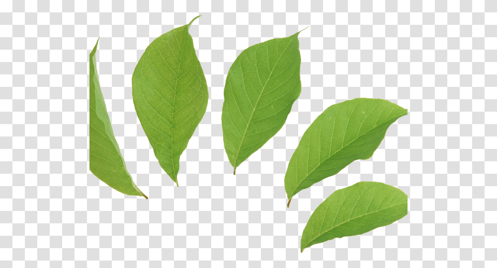 Mint Leaves Transparentbackground, Leaf, Plant, Annonaceae, Tree Transparent Png