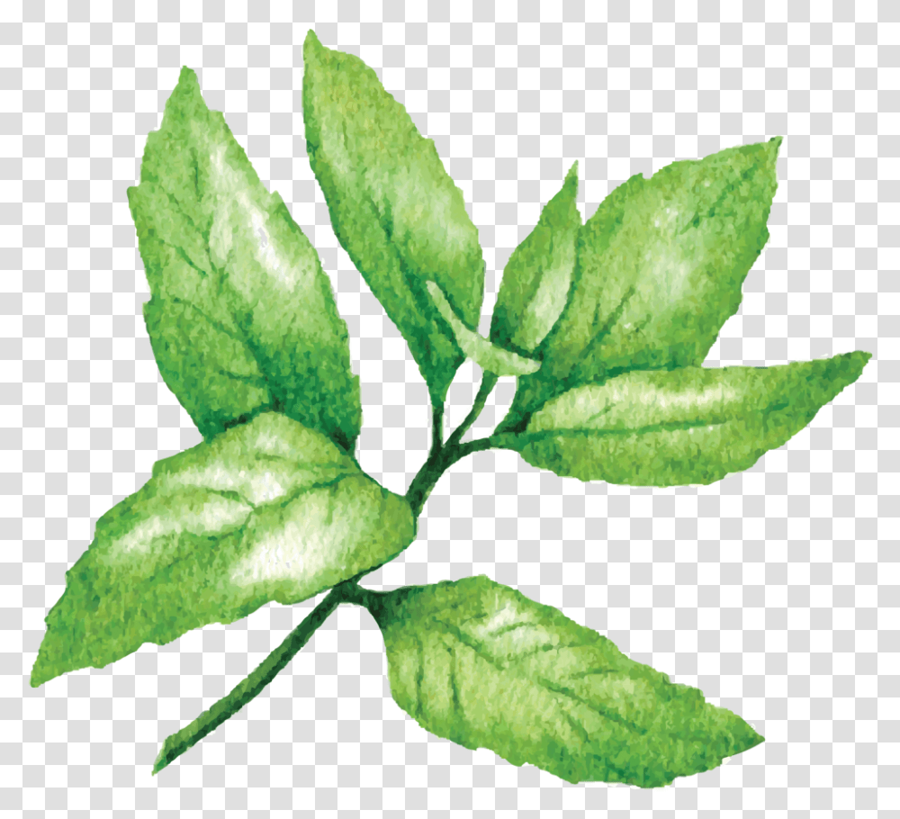 Mint Lime Sketches, Leaf, Plant, Vase, Jar Transparent Png