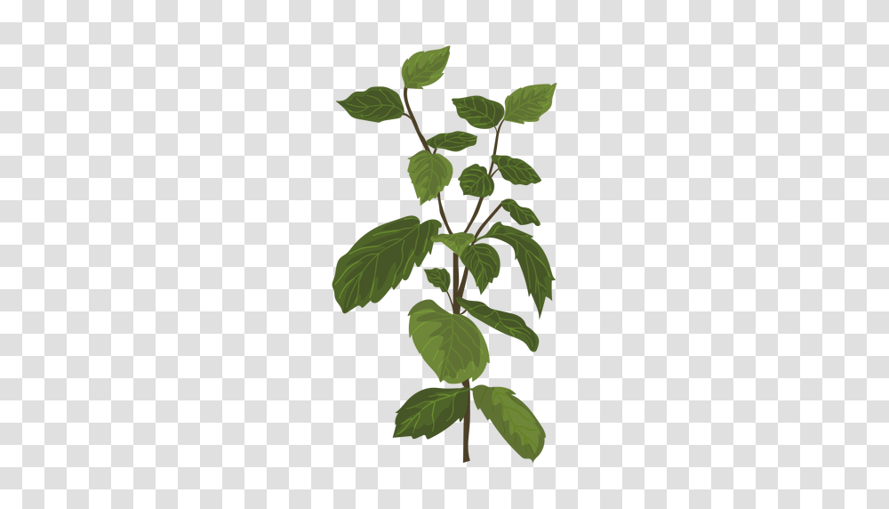 Mint Mentha Herb Illustration, Leaf, Plant, Acanthaceae, Flower Transparent Png