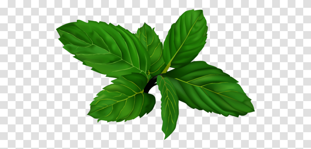 Mint, Nature, Leaf, Plant, Green Transparent Png