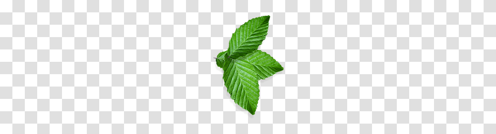 Mint, Nature, Leaf, Plant, Oak Transparent Png