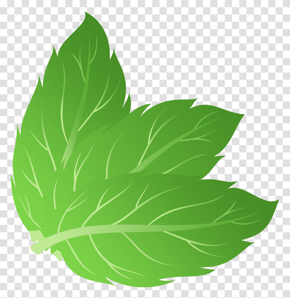 Mint, Nature, Leaf, Plant, Potted Plant Transparent Png