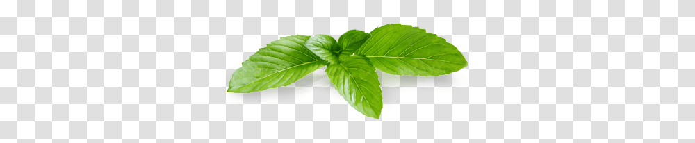 Mint, Nature, Plant, Potted Plant, Vase Transparent Png