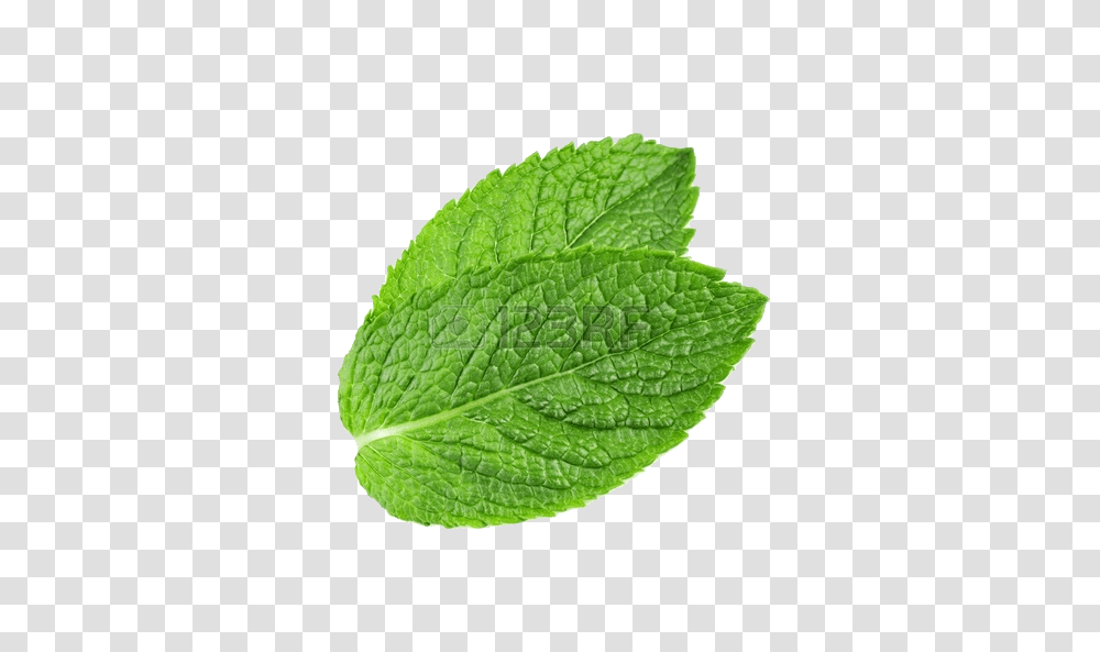 Mint, Nature, Potted Plant, Vase, Jar Transparent Png