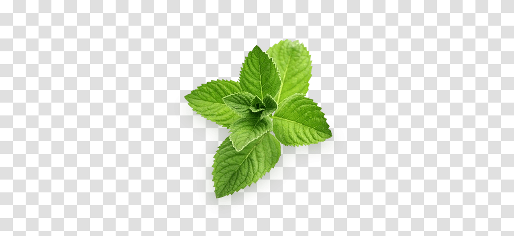 Mint, Nature, Potted Plant, Vase, Jar Transparent Png